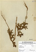 藏品(石松)的圖片